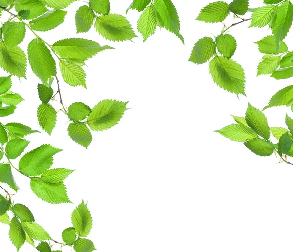 stock image Background from green leaves