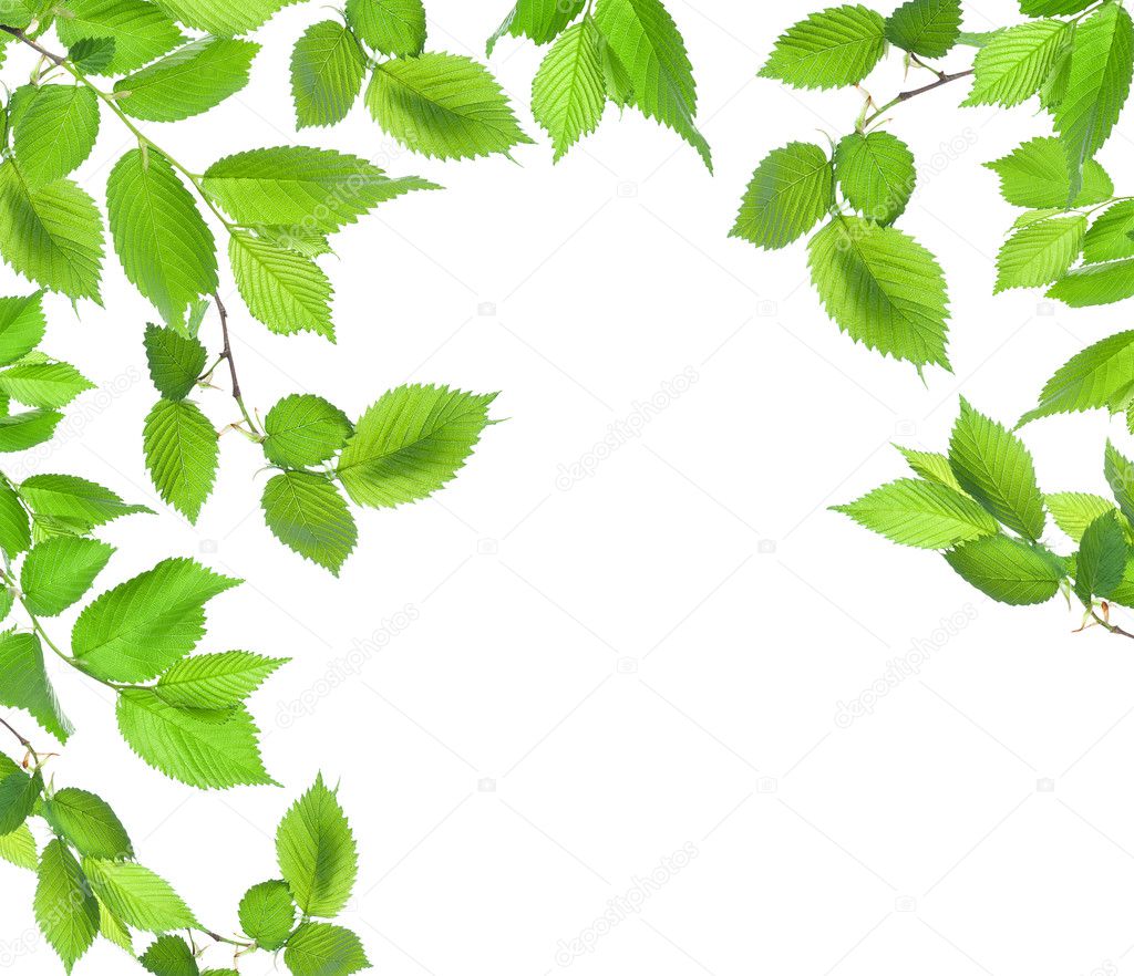 Background from green leaves