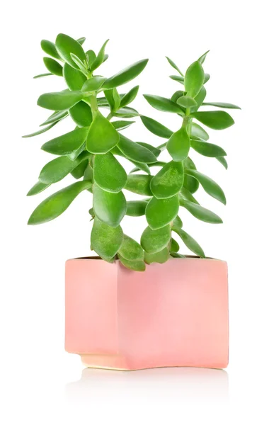 stock image Crassula