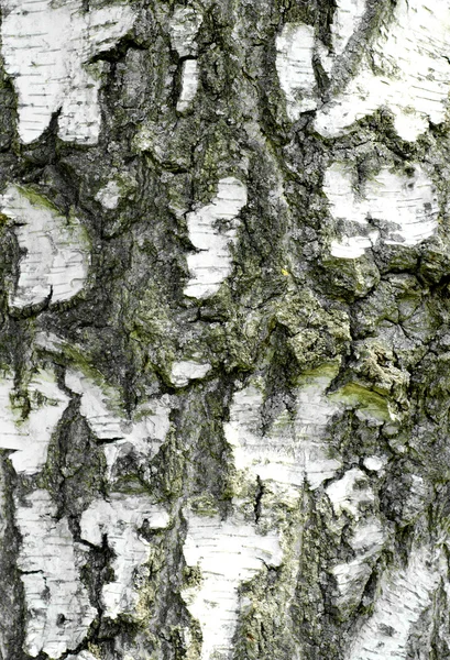 Birch Bark — Stock Photo, Image