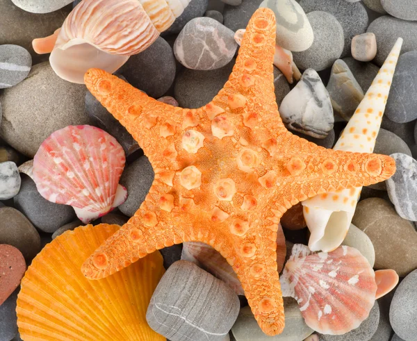 Sea shells and stone — Stock Photo, Image