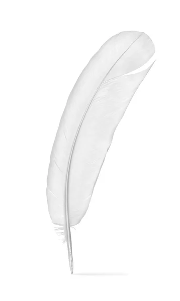 Feather of a pigeon — Stock Photo, Image