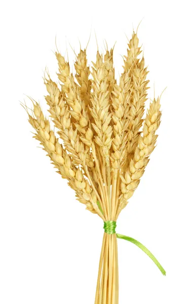 Wheat stems — Stock Photo, Image