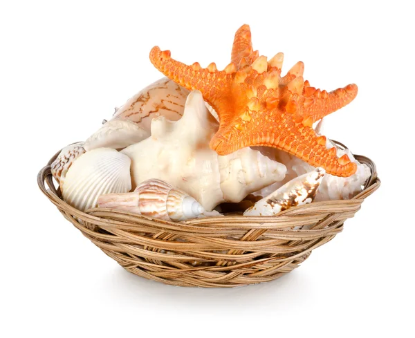 貝殻のコレクション — ストック写真