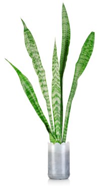 Sansevieria