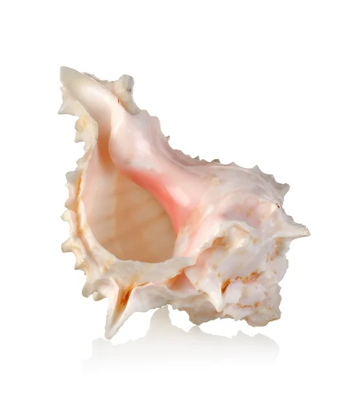 Concha marinha colorida isolada — Fotografia de Stock