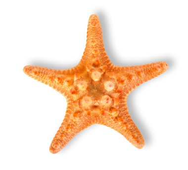 Starfish clipart