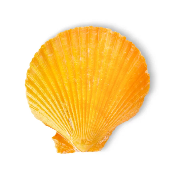 オレンジ海のシェル — ストック写真