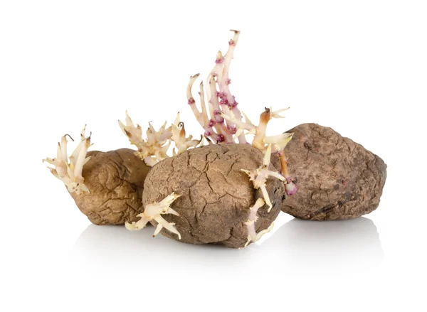 Sprouting potato isolated — Stock Photo, Image