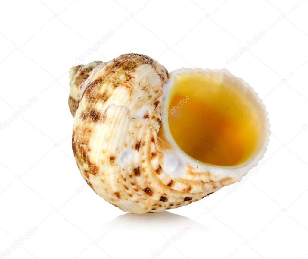 Orange sea shell isolated
