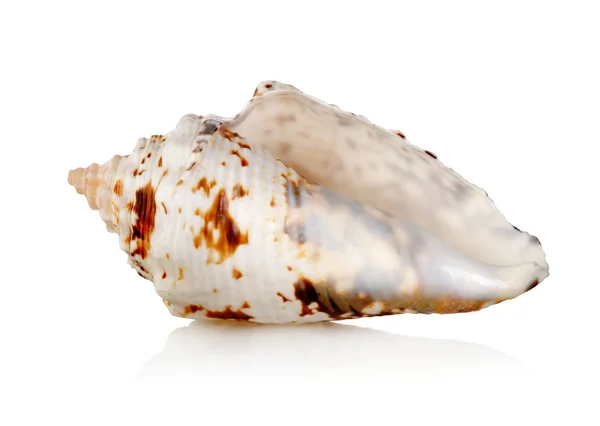 Tengeri kagyló — Stock Fotó