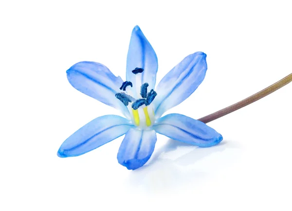 Blue snowdrop isolated — Stock Photo, Image