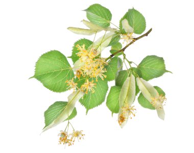 Flowers of linden-tree clipart