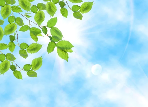 Gröna blad mitt emot solen — Stockfoto