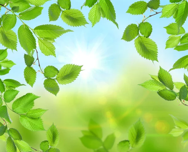 Bello sfondo verde morbido — Foto Stock