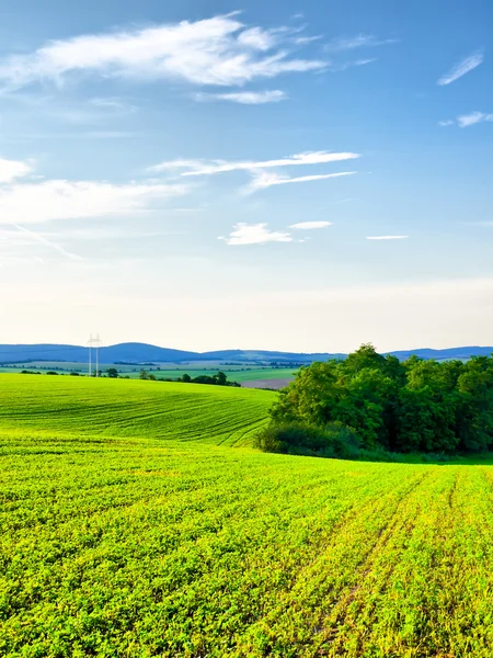 Cultivated countryside — Stock Photo, Image