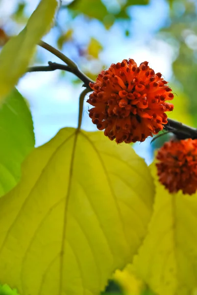 Papermulberry copac — Fotografie, imagine de stoc