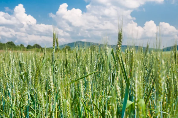 新鲜和成熟的大麦 — 图库照片