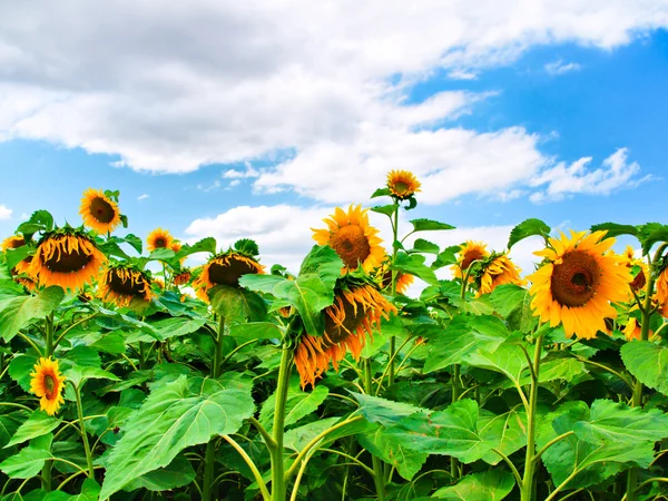 stock image Colorful sunflowers