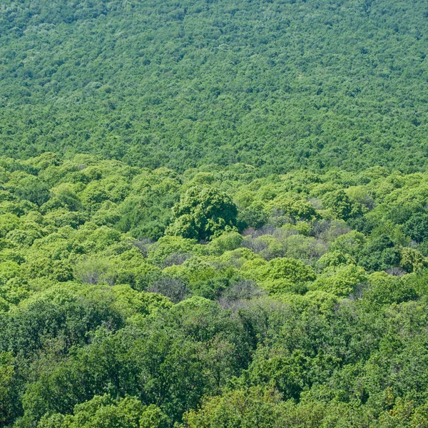 stock image Deep in the woods