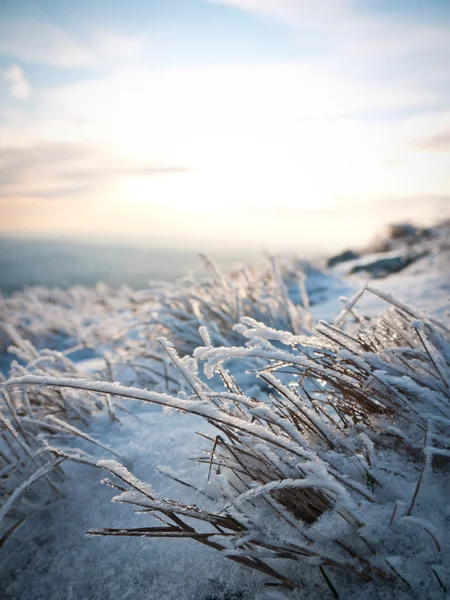 Iarbă congelată — Fotografie, imagine de stoc