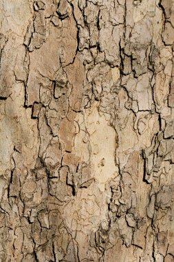 Tree bark clipart