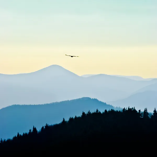 Flygande örn — Stockfoto