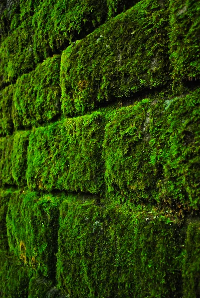 Moss parede fundo — Fotografia de Stock