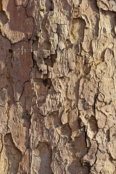 stock image Plane tree bark