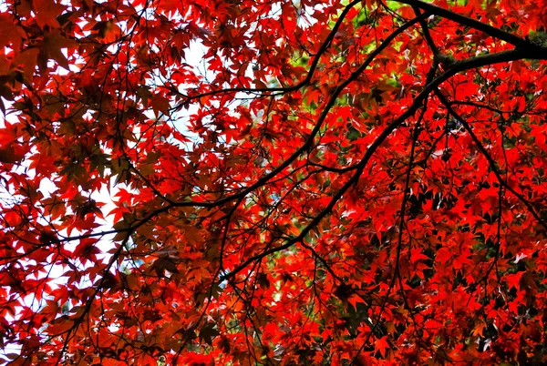 Red maple — Stock Photo, Image