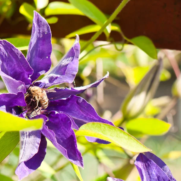 Clematis in bloom — Stock Photo, Image