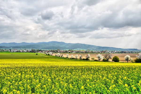 Flowering fields and alleys — Stock Photo, Image