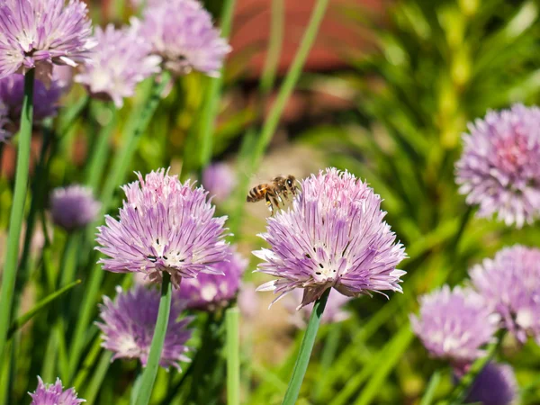 Pszczoły na szczypiorek — Zdjęcie stockowe