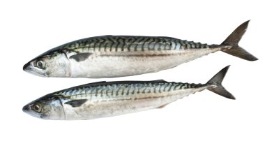 Mackerel clipart