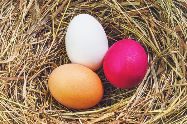 Nido con huevos de Pascua — Foto de Stock