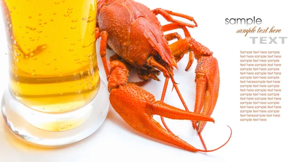 stock image The red lobster with a glass of beer