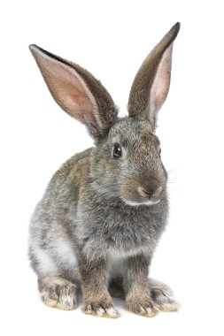 Gray rabbit clipart