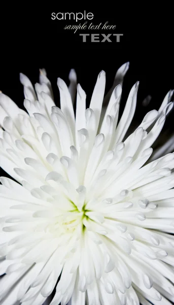 Астерский цветок — стоковое фото