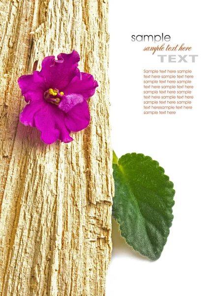 Květ s listy na dřevo — Stock fotografie