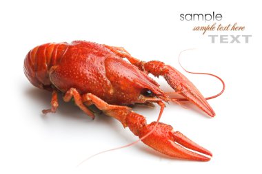 Boiled crawfish clipart