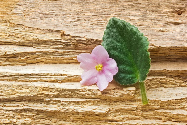 stock image Flower with leaves on the wood