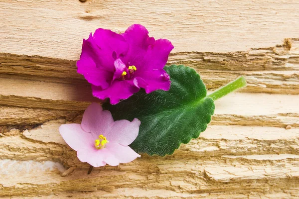 stock image Flower with leaves on the wood