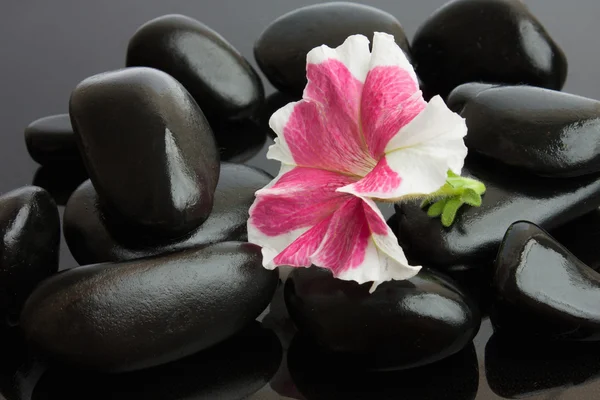 Spa com pedras pretas — Fotografia de Stock