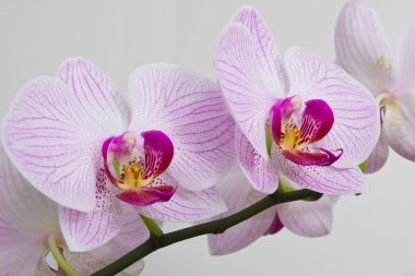 Flowers orchids clipart