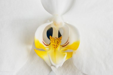 çiçek orkide
