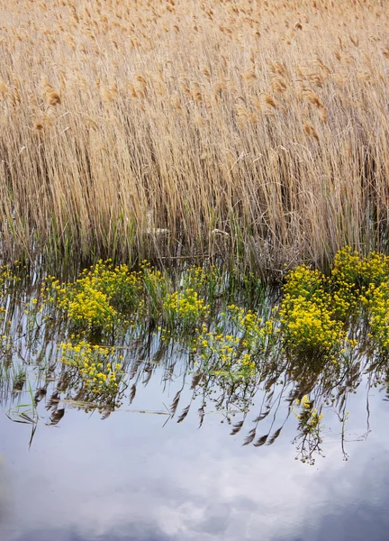 Zelené trávy na pozadí suché rákosí — Stock fotografie