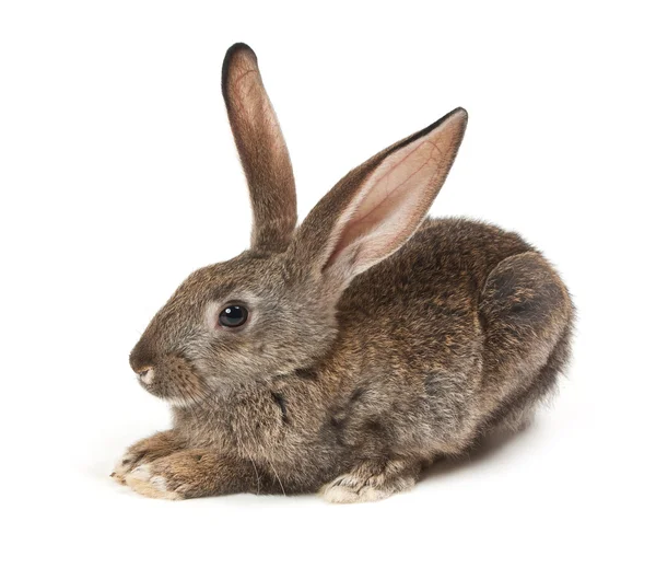 Felice anno nuovo di coniglio — Foto Stock