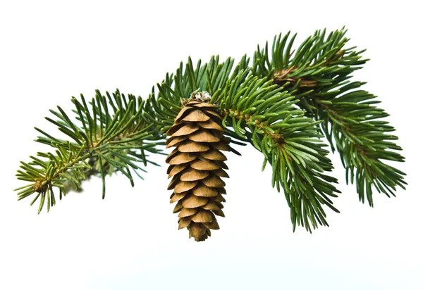 stock image The branch of spruce and cone on white background