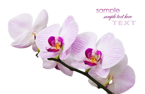 Flores orquídeas — Fotografia de Stock