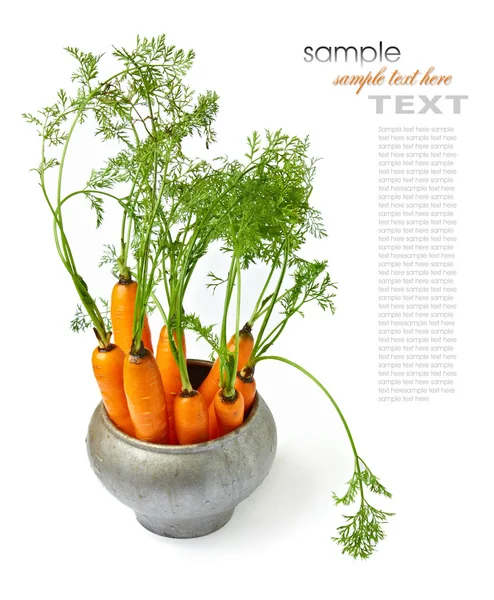 Karotten mit grünen Spitzen — Stockfoto